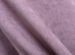 Phlox_10