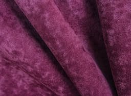 Phlox_11